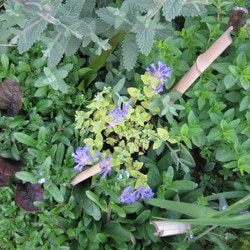 キャットミント　ライムライト　黄金の葉　ブルーのお花　(=^・・^=)一　一味違うお庭を 5枚目の画像