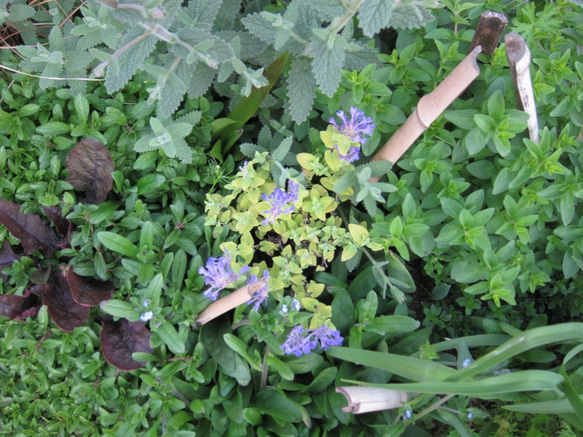 キャットミント　ライムライト　黄金の葉　ブルーのお花　(=^・・^=)一　一味違うお庭を 5枚目の画像