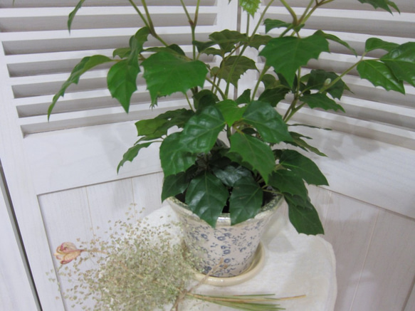 シッサスロビンフォリア　カンガルーアイビー　観葉植物　手間がかからない植物です♪ 4枚目の画像