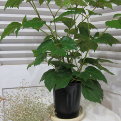 シッサスロビンフォリア　カンガルーアイビー　観葉植物　手間がかからない植物です♪ 9枚目の画像