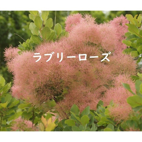 スモークツリー ラブリーローズ 花付きの良い矮性タイプ花色が
