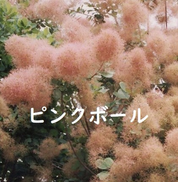 スモークツリー　ピンクボール　ピンク色の花穂 1枚目の画像