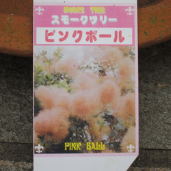 スモークツリー　ピンクボール　ピンク色の花穂 2枚目の画像