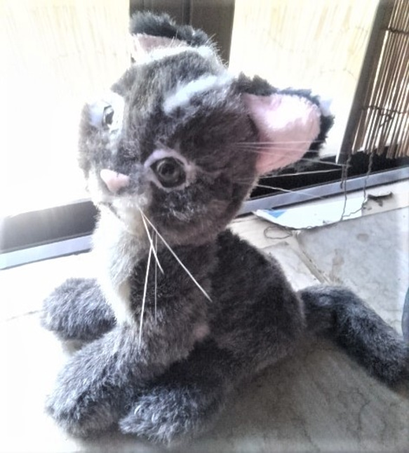 受注生産・イリオモテヤマネコのぬいぐるみ ぬいぐるみ 風間翔 受注生産・イリオモテヤマネコのぬいぐるみ ぬいぐるみ 風間翔