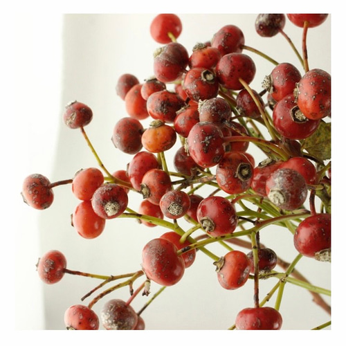 特集掲載】フレッシュグリーンのクリスマススワッグ スワッグ le