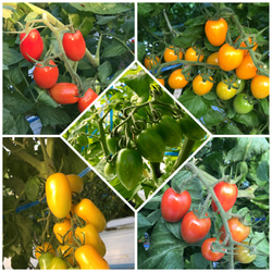 サザキ農園のミックスミニトマト 彩りバラエティーセット2kg 3枚目の画像