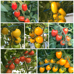 サザキ農園のカラフルミニトマト 彩りバラエティーセット1kg 3枚目の画像