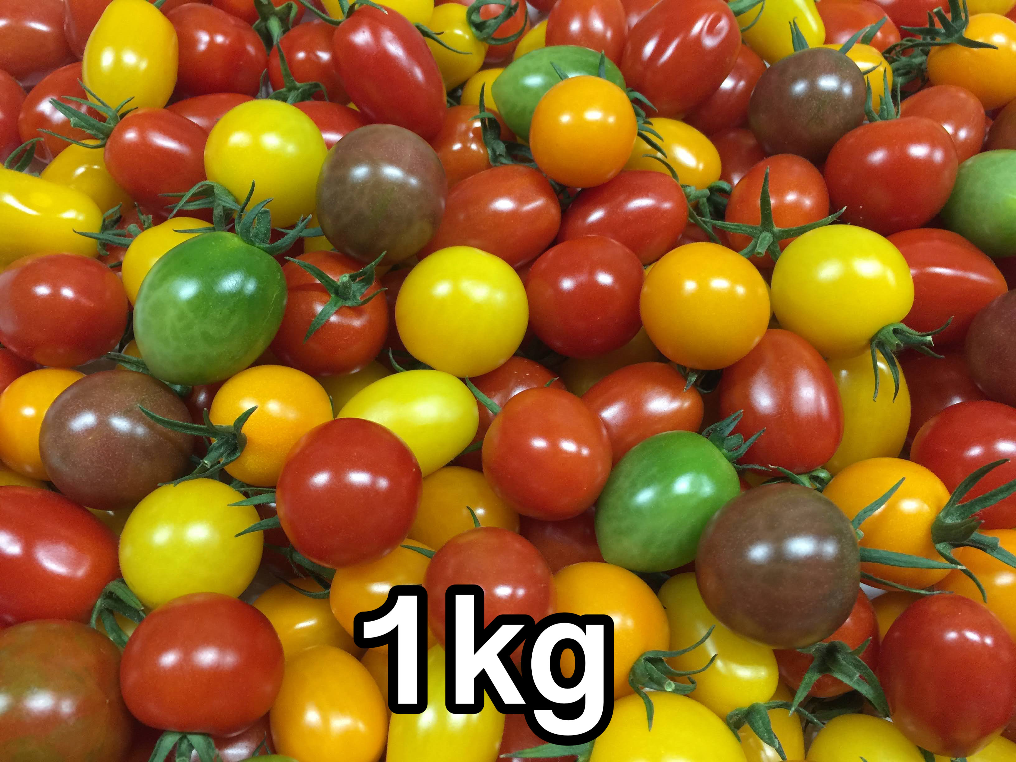 ミニトマト トマト 　新鮮 　プレゼントにおススメ 　生産者から直送　５色のトマトが入ったジュエリーボックス(パックなし）1.5キロ　お入れする品種配分は収穫状況により変わります　宅配便（常温）なら全国送料無料