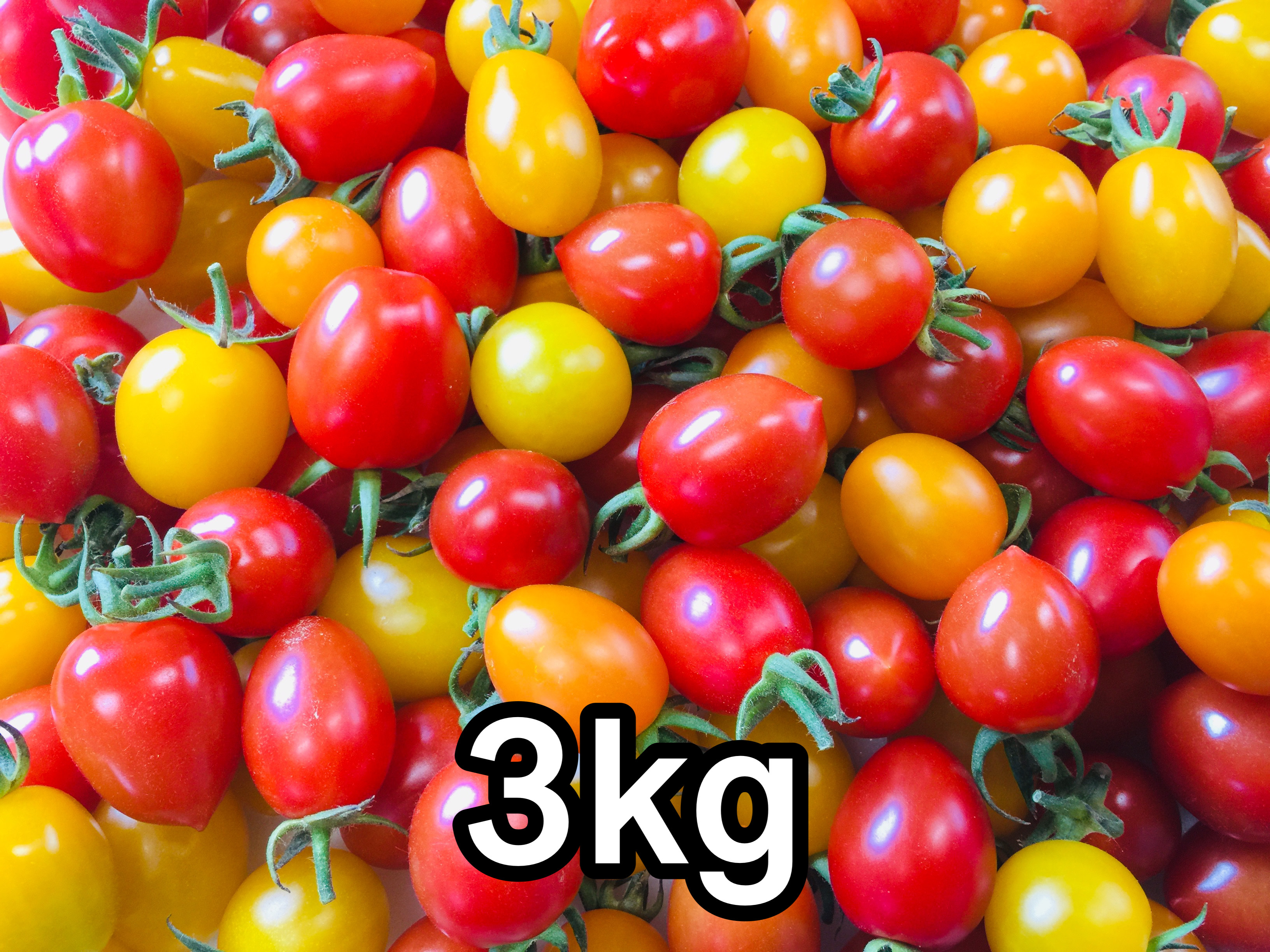 サザキ農園のカラフルミニトマト　サザキ農園　通販｜Creema(クリーマ)　彩りバラエティーセット3kg　野菜