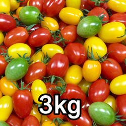 サザキ農園のプラム型ミニトマト 食べ比べセット3kg 1枚目の画像
