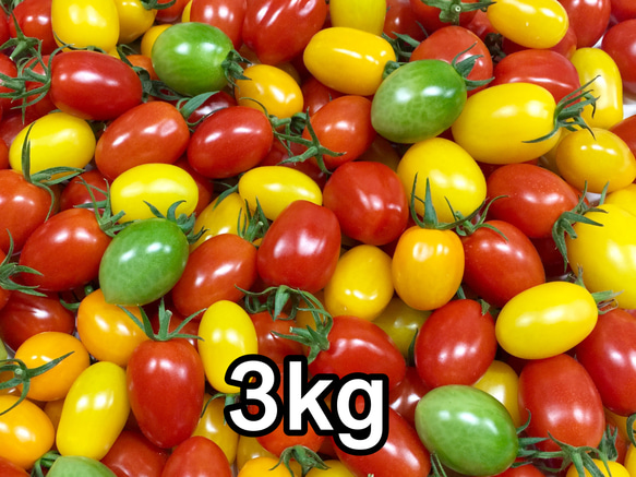 サザキ農園のプラム型ミニトマト 食べ比べセット3kg 1枚目の画像