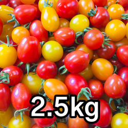 サザキ農園のカラフルミニトマト 彩りバラエティーセット2.5kg 1枚目の画像