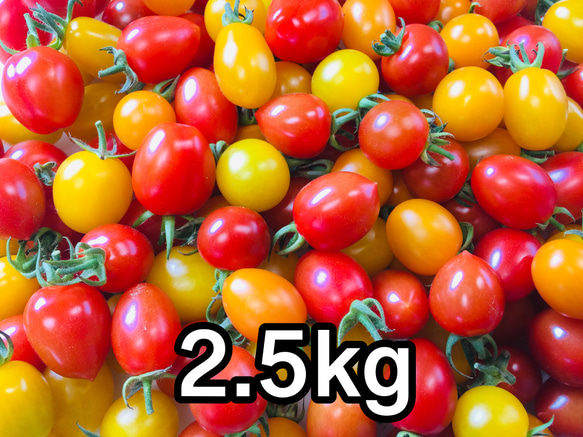 サザキ農園のカラフルミニトマト 彩りバラエティーセット2.5kg 1枚目の画像