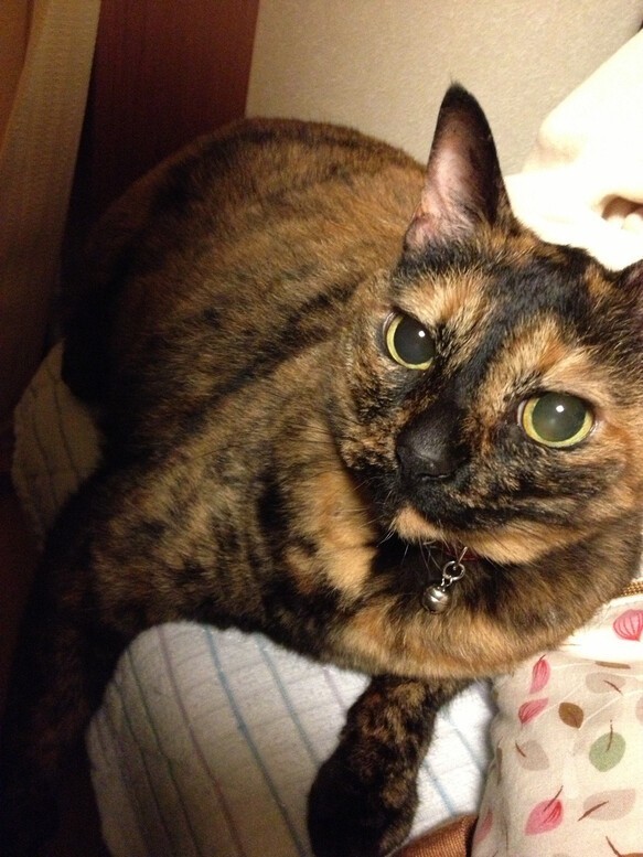 【オーダー例 キララちゃん】 ＃羊毛フェルト ＃フェルト ＃オブジェ立体 ＃ぬいぐるみ人形 ＃ペットメモリアル 