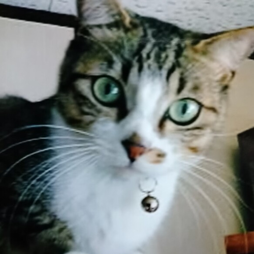 オーダー例 いちごちゃん】 ＃羊毛フェルト ＃フェルト ＃オブジェ立体  