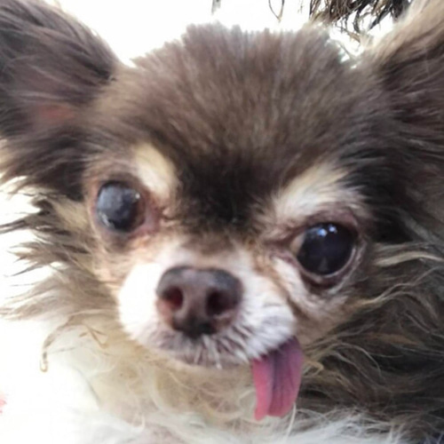 うちの子オーダー2025【オーダー例 みゅうちゃん】 ＃羊毛フェルト