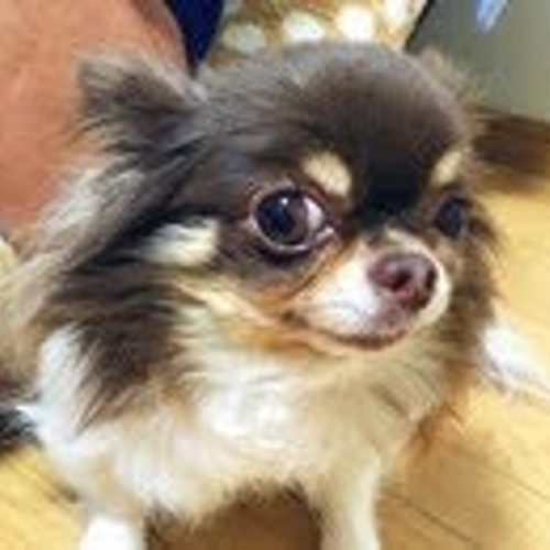 羊毛フェルト チワワ 立体 愛犬オーダー 犬オーダー （オーダー例 