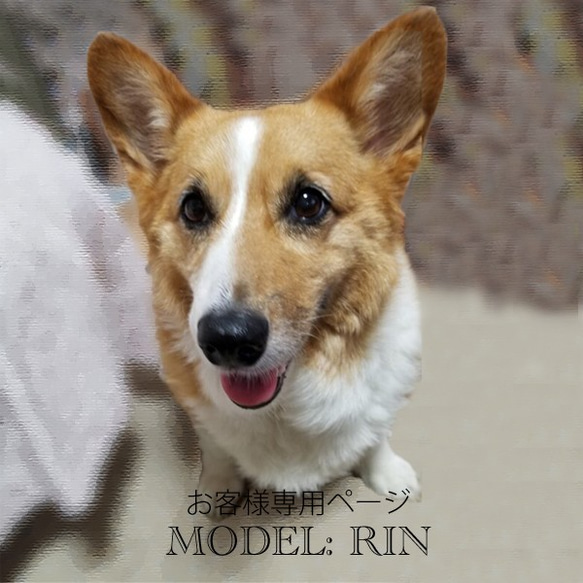 【オーダー例_コーギー_りんちゃん-1】ペットメモリアル、立体似顔絵・ペットロス、羊毛フェルト犬、ポートレート Y1971996162(15000円)