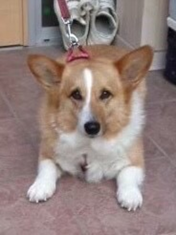 【オーダー例_コーギー_りんちゃん-1】ペットメモリアル、立体似顔絵・ペットロス、羊毛フェルト犬、ポートレート Y1971996162(15000円)