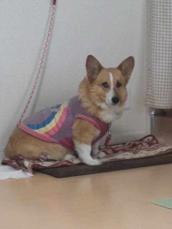 【オーダー例_コーギー_りんちゃん-1】ペットメモリアル、立体似顔絵・ペットロス、羊毛フェルト犬、ポートレート Y1971996162(15000円)