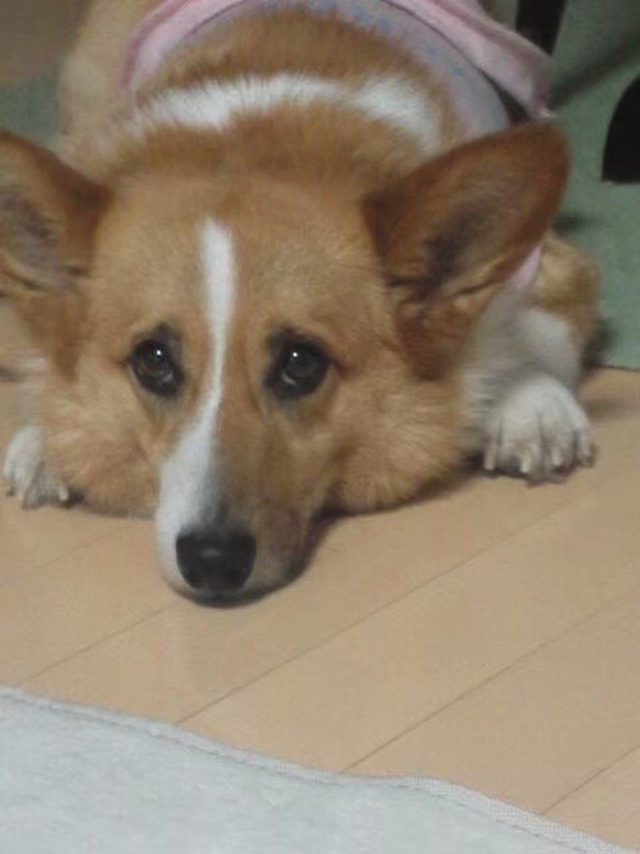 【オーダー例_コーギー_りんちゃん-1】ペットメモリアル、立体似顔絵・ペットロス、羊毛フェルト犬、ポートレート Y1971996162(15000円)