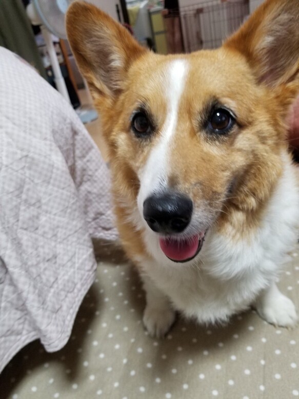 【オーダー例_コーギー_りんちゃん-1】ペットメモリアル、立体似顔絵・ペットロス、羊毛フェルト犬、ポートレート Y1971996162(15000円)