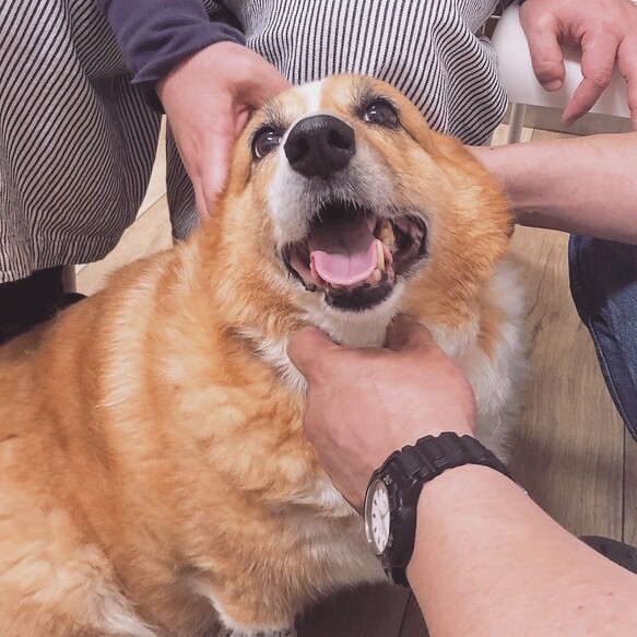 【オーダー例_コーギー_りんちゃん-1】ペットメモリアル、立体似顔絵・ペットロス、羊毛フェルト犬、ポートレート Y1971996162(15000円)