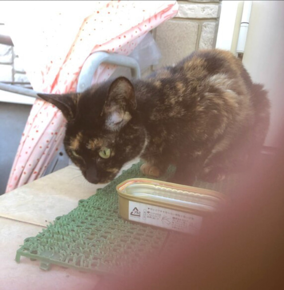 【オーダー例 ななちゃん】 ＃羊毛フェルト ＃フェルト ＃オブジェ立体 ＃ぬいぐるみ人形 ＃ペットメモリアル 