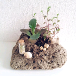 石植え *  多肉植物 * 陶器の猫・サイコロ・小瓶 3枚目の画像