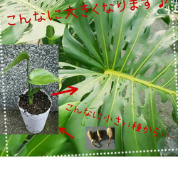 kーtropical　超希少本物モンステラデリシオーサ ライオンフィッシュ kーtropical様専用 超希少本物モンステラデリシオーサ ライオン