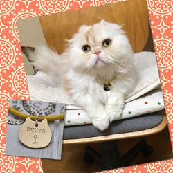 失子卡★Otoboke貓魅力黃銅皮錶帶式★Picom★ 第10張的照片