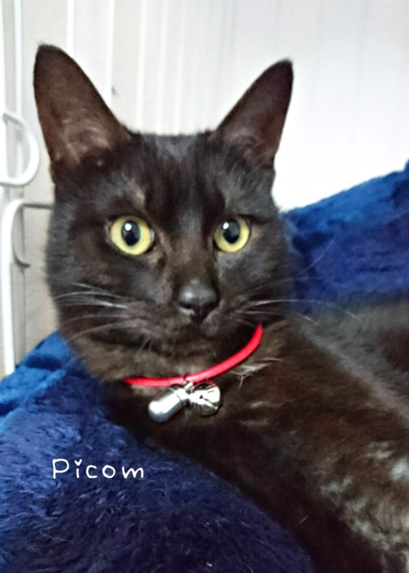 迷子札★金のねこカプセル★Picom★ 7枚目の画像