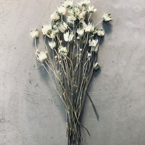 ドライフラワーブーケ 楽天市場】ドライフラワー Arrange Bouquet （ ブーケ 花束 ミニ