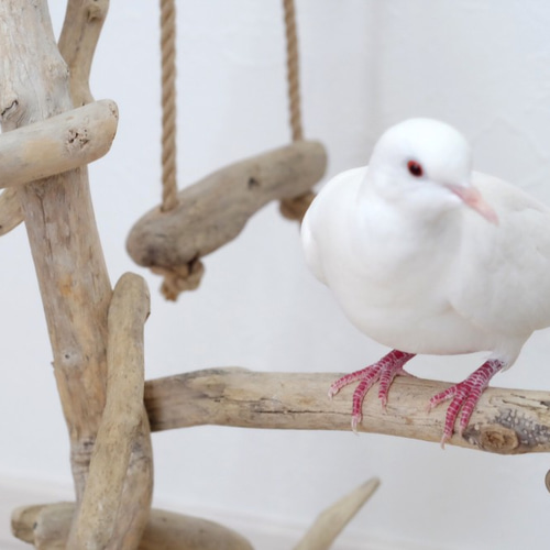 sold】流木バードジム 天然木 とまり木タワー 鳥さんの