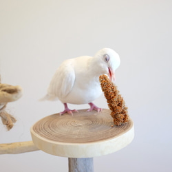 鳥さんの公園♪　流木バードアスレチック 7枚目の画像