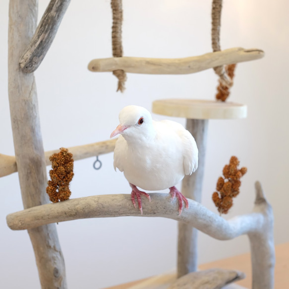 鳥さんの公園♪　流木バードアスレチック 9枚目の画像