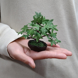 盆栽小鉢～モミジ緑「新緑」　自然素材でお作りした手しごと作品 2枚目の画像