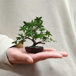 盆栽小鉢～モミジ緑「新緑」　自然素材でお作りした手しごと作品 3枚目の画像