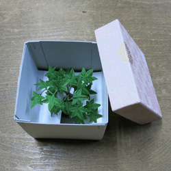 盆栽小鉢～モミジ緑「新緑」　自然素材でお作りした手しごと作品 4枚目の画像