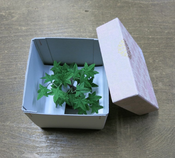 盆栽小鉢～モミジ緑「新緑」　自然素材でお作りした手しごと作品 4枚目の画像
