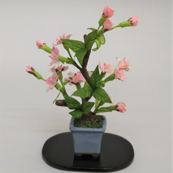 盆栽小鉢　桜（小）水色小鉢 1枚目の画像
