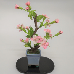 盆栽小鉢　桜（小）水色小鉢 2枚目の画像