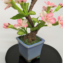 盆栽小鉢　桜（小）水色小鉢 3枚目の画像