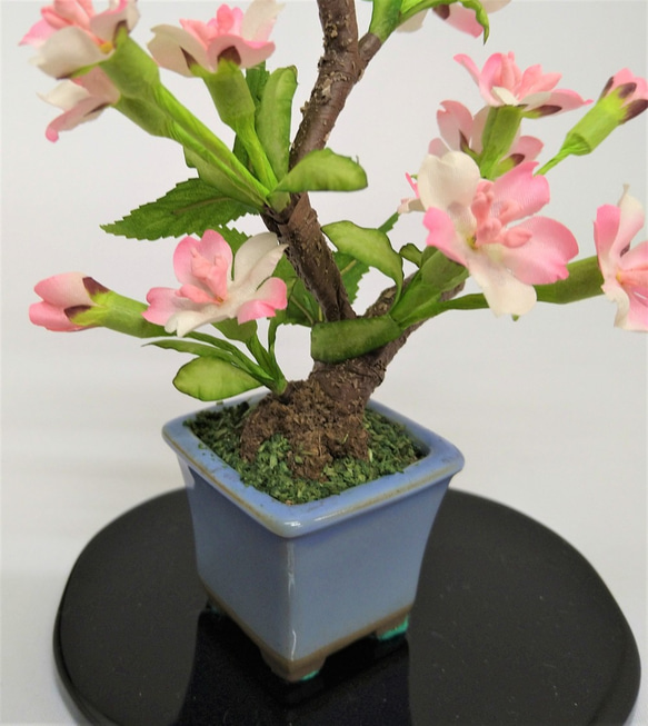 盆栽小鉢　桜（小）水色小鉢 3枚目の画像