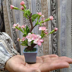 盆栽小鉢　桜（小）水色小鉢 4枚目の画像