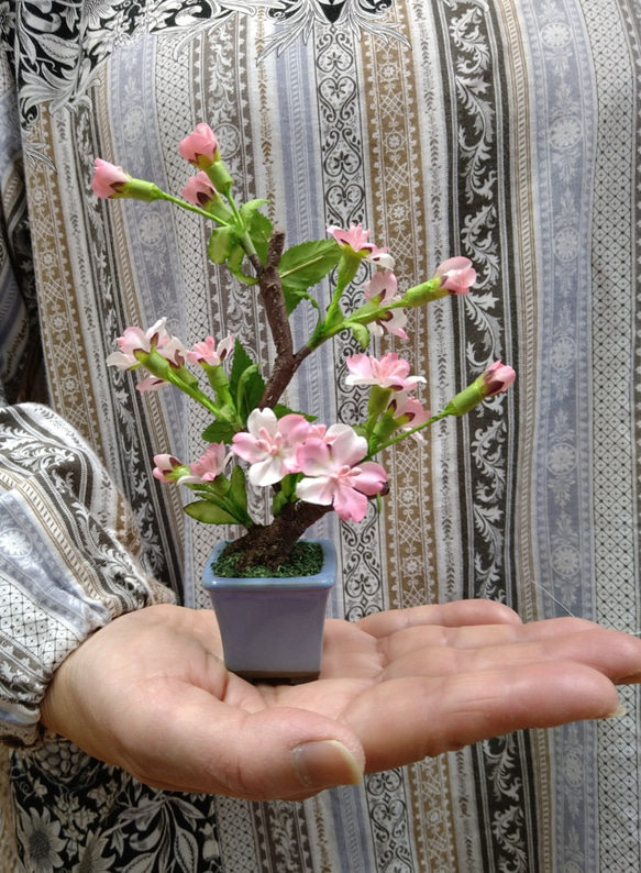 盆栽小鉢　桜（小）水色小鉢 4枚目の画像