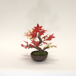 盆栽小鉢～モミジ紅「紅葉」　自然素材でお作りした手しごと作品 2枚目の画像