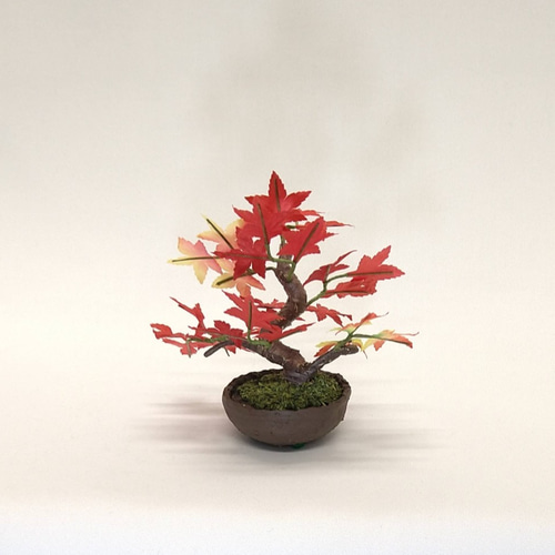 モミジ盆栽 紅葉　盆栽 モミジ（紅葉）盆栽の販売｜盆栽妙 – 盆栽妙 本店