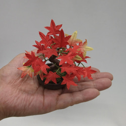 盆栽小鉢～モミジ紅「紅葉」　自然素材でお作りした手しごと作品 3枚目の画像