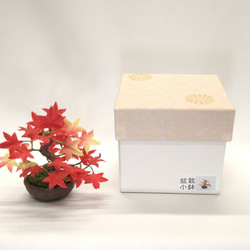 盆栽小鉢～モミジ紅「紅葉」　自然素材でお作りした手しごと作品 4枚目の画像
